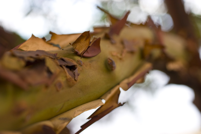 Pacific Madrone Bark Detail